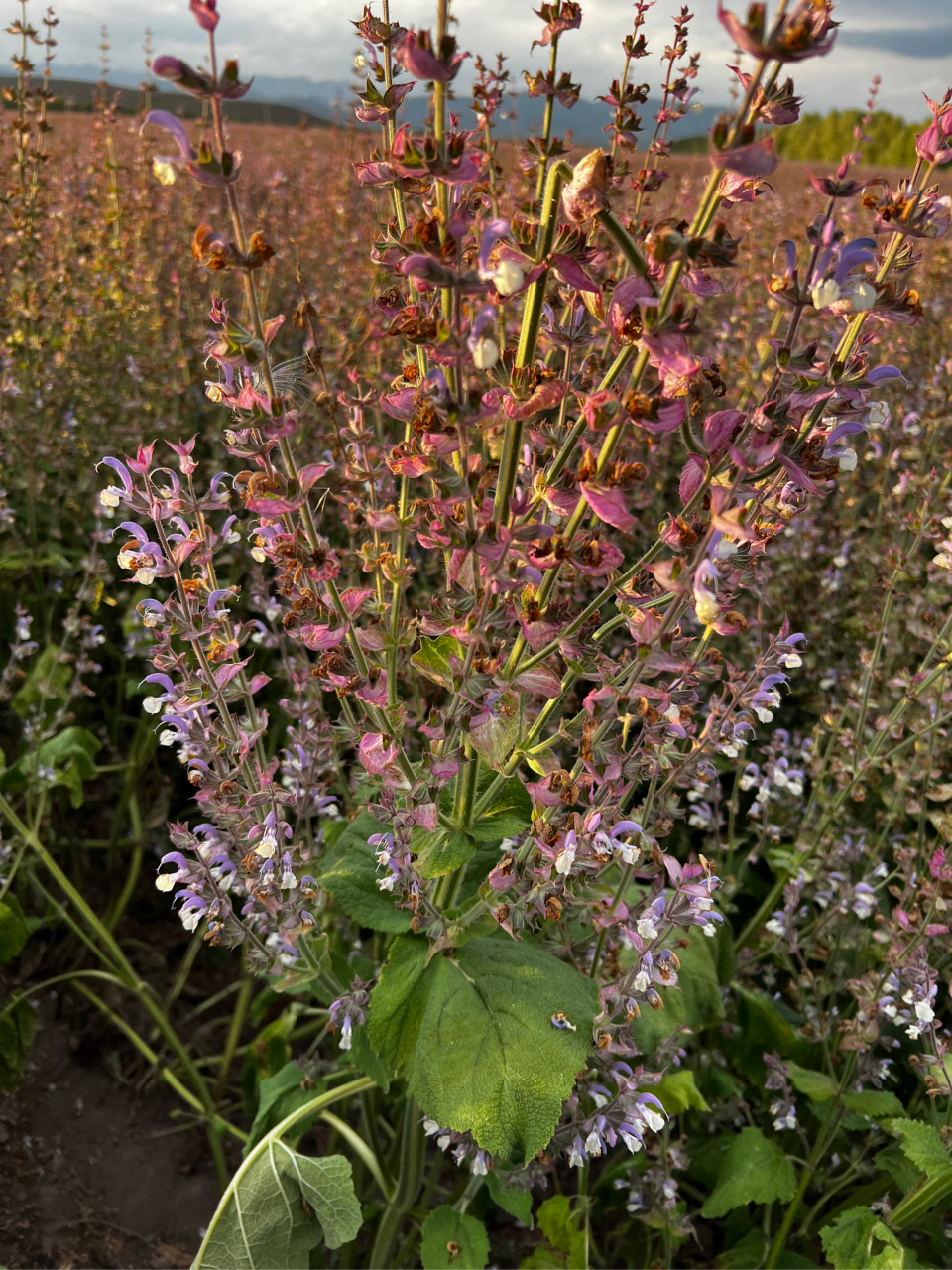 这片美丽的粉紫色花海是香紫苏,不是平常我们所见的农村田间地头,屋前