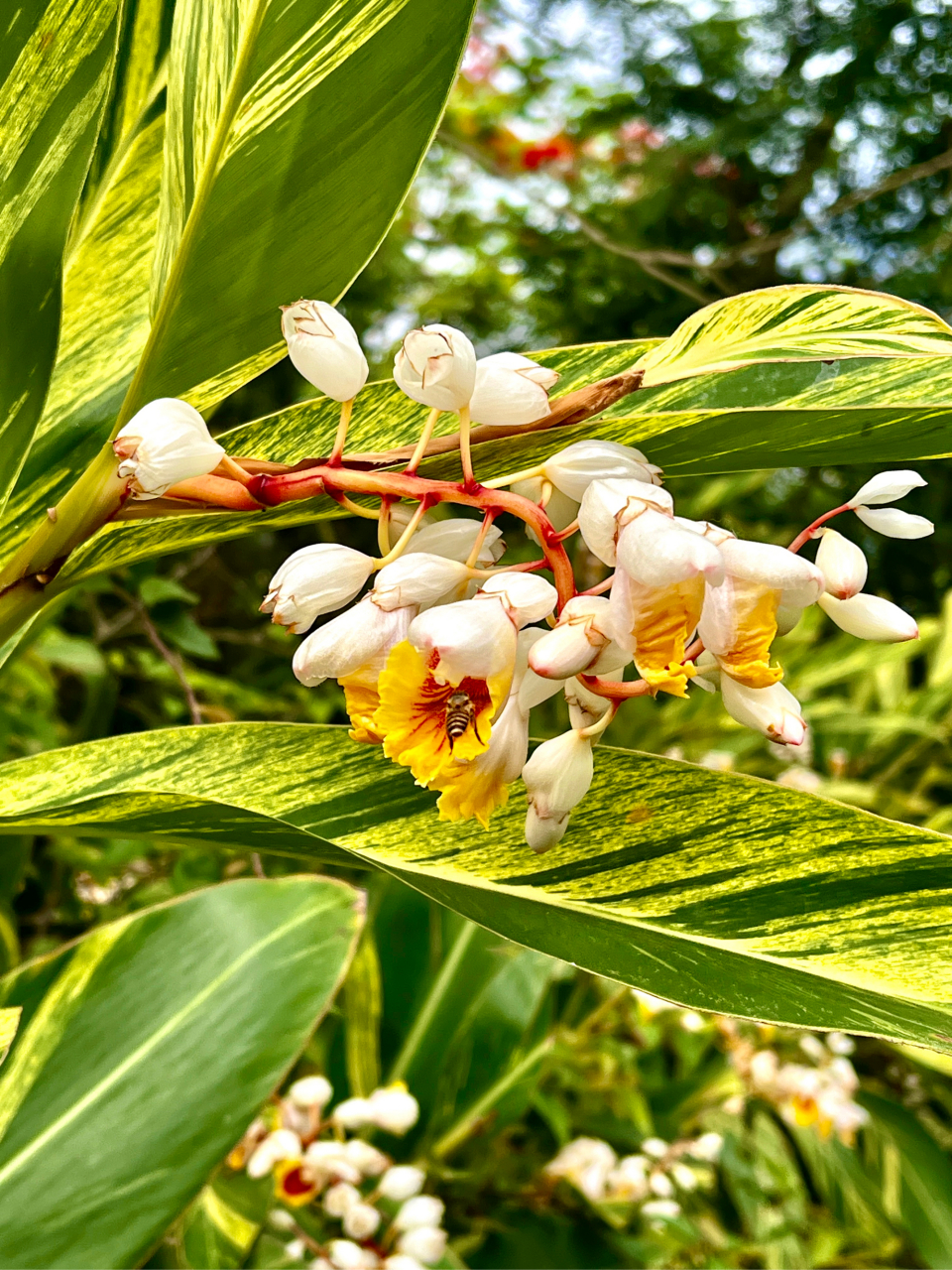 艳山姜花图片