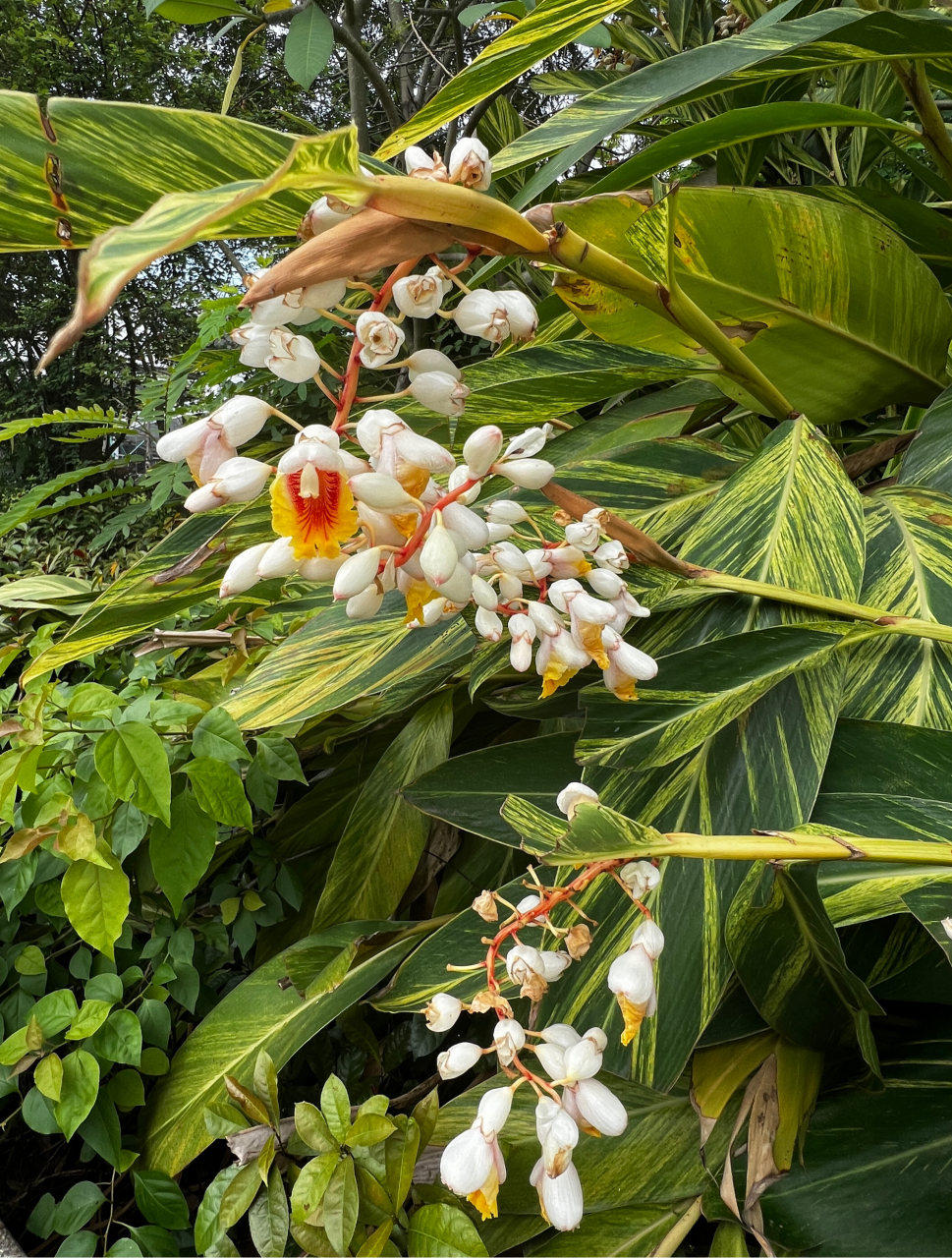 艳山姜花图片