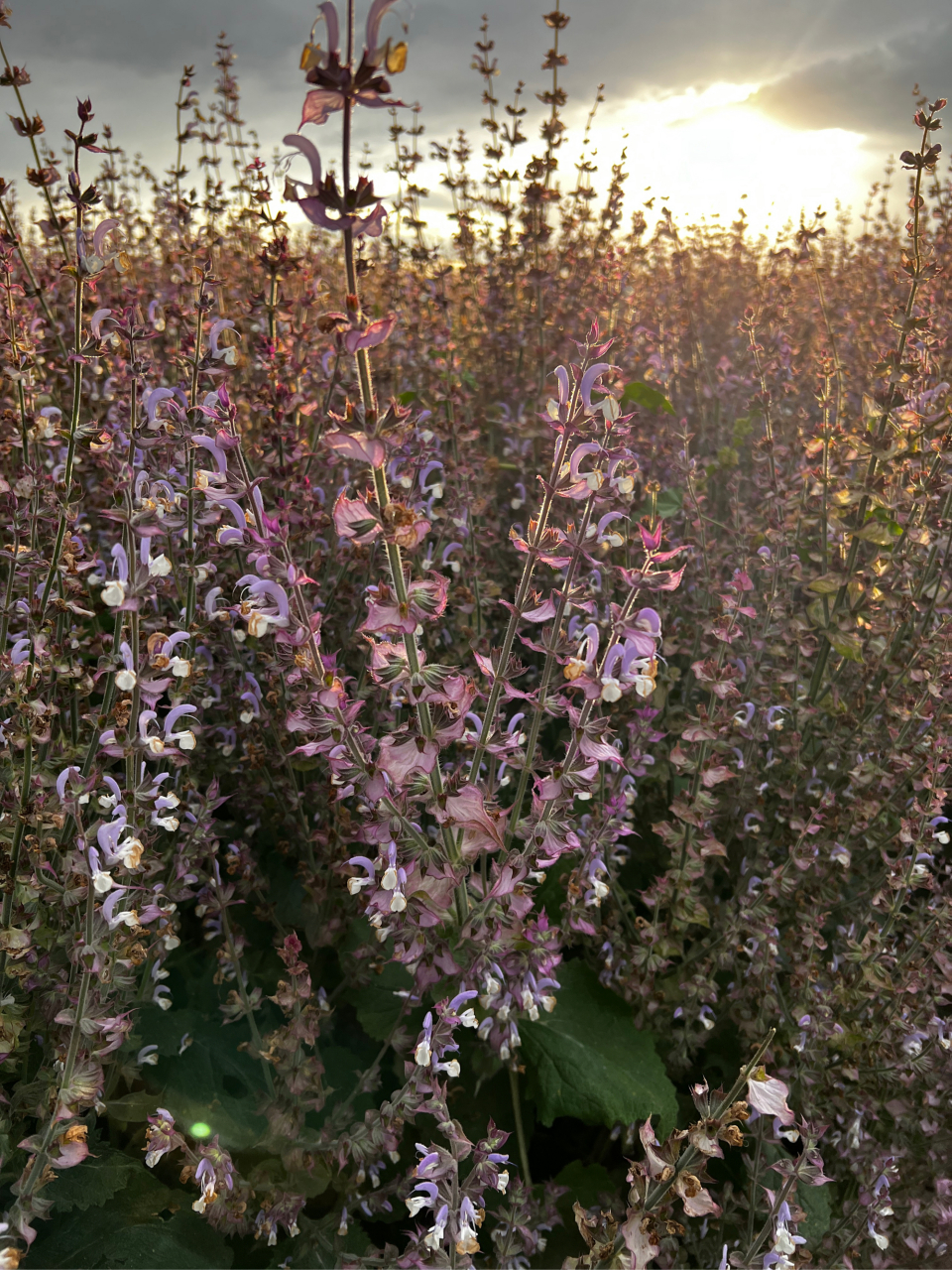 这片美丽的粉紫色花海是香紫苏,不是平常我们所见的农村田间地头,屋前