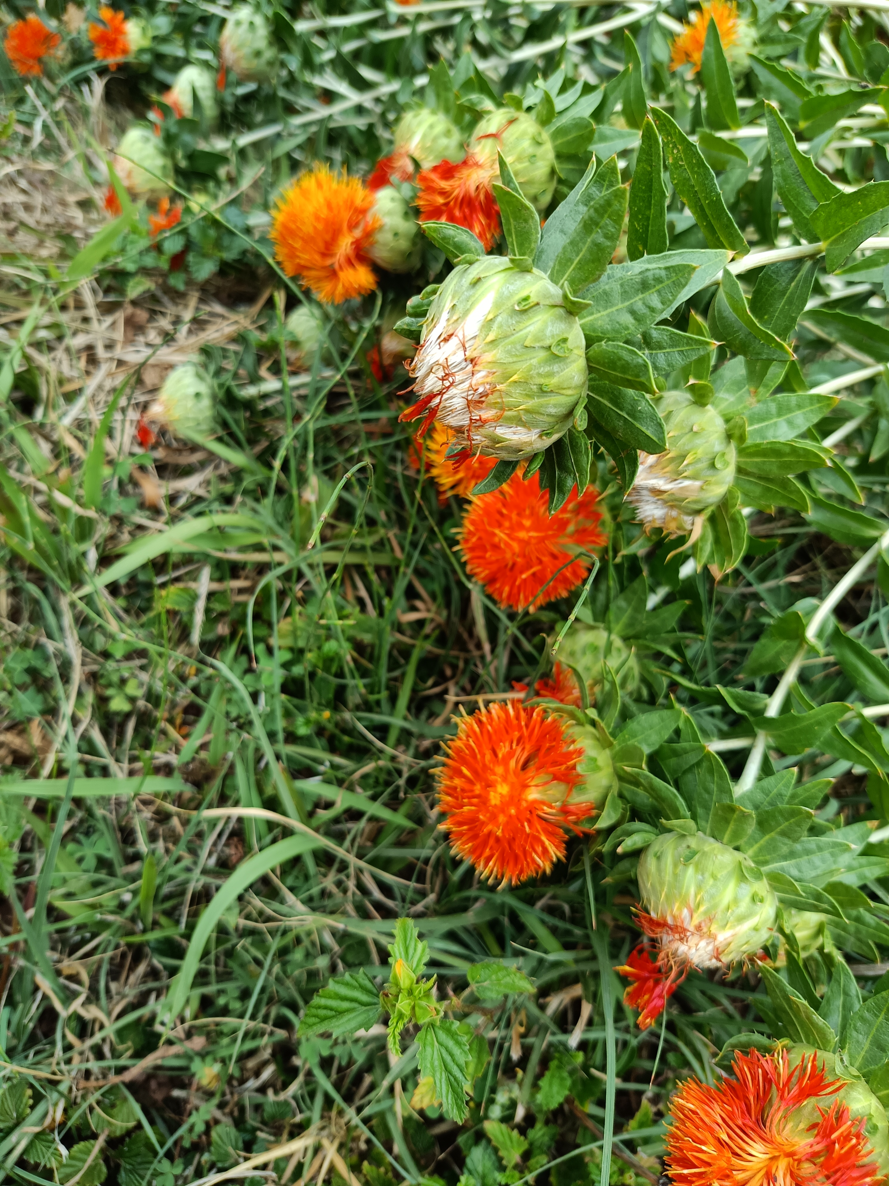 云南中药材:小红花