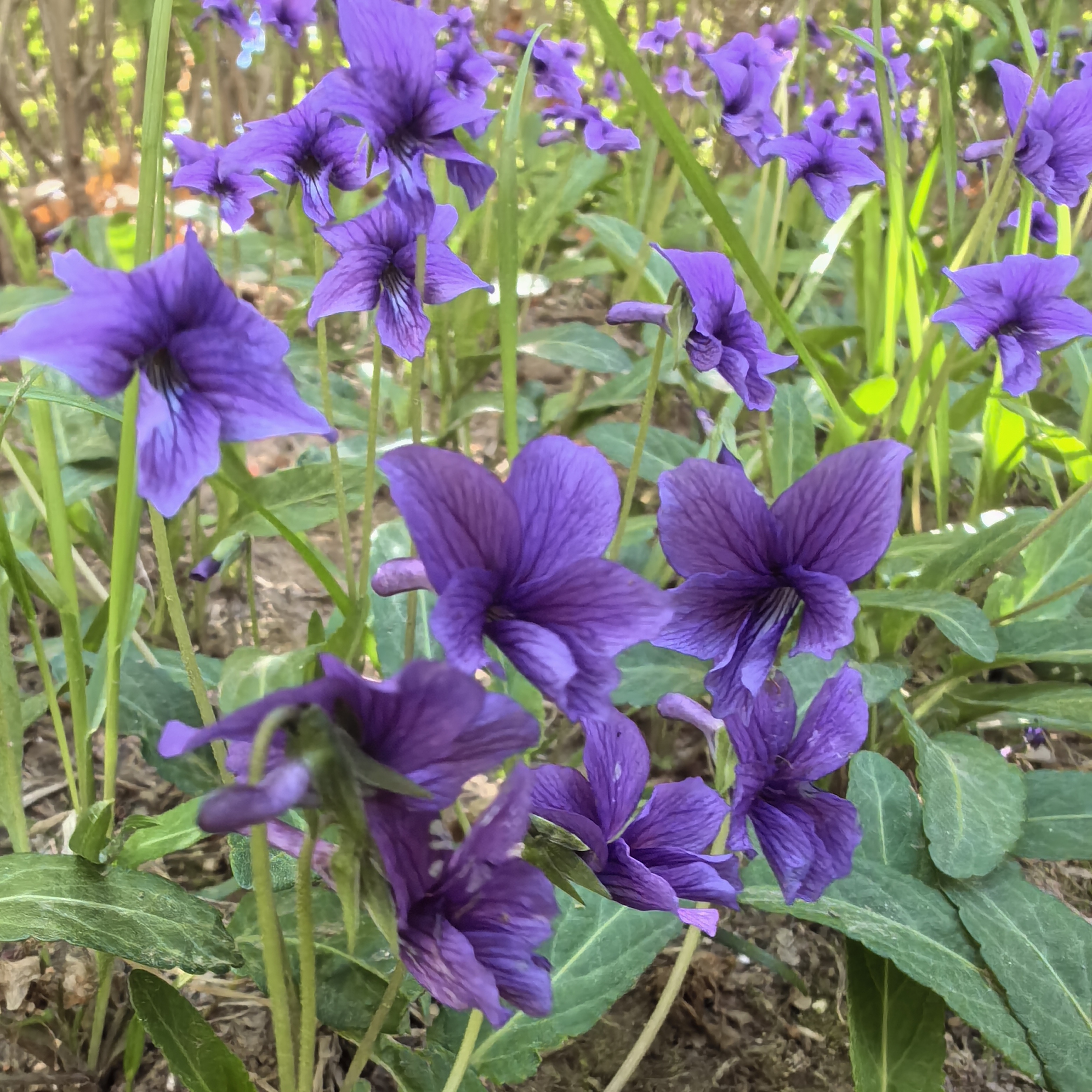 🌿💜紫罗兰盛开的春日仙境💐🌳  🌸踏入这片紫罗兰盛开的