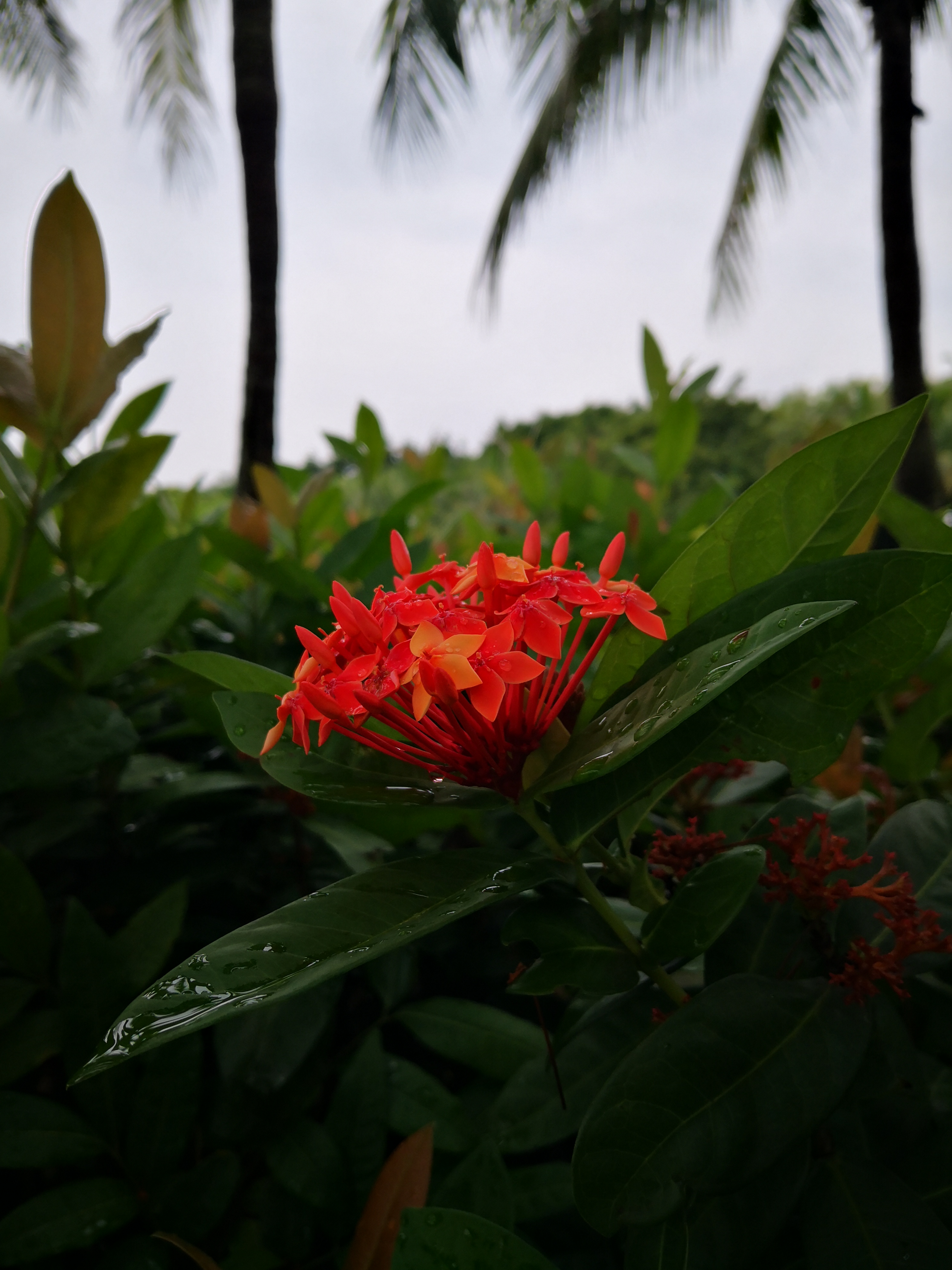 雨后花园图片