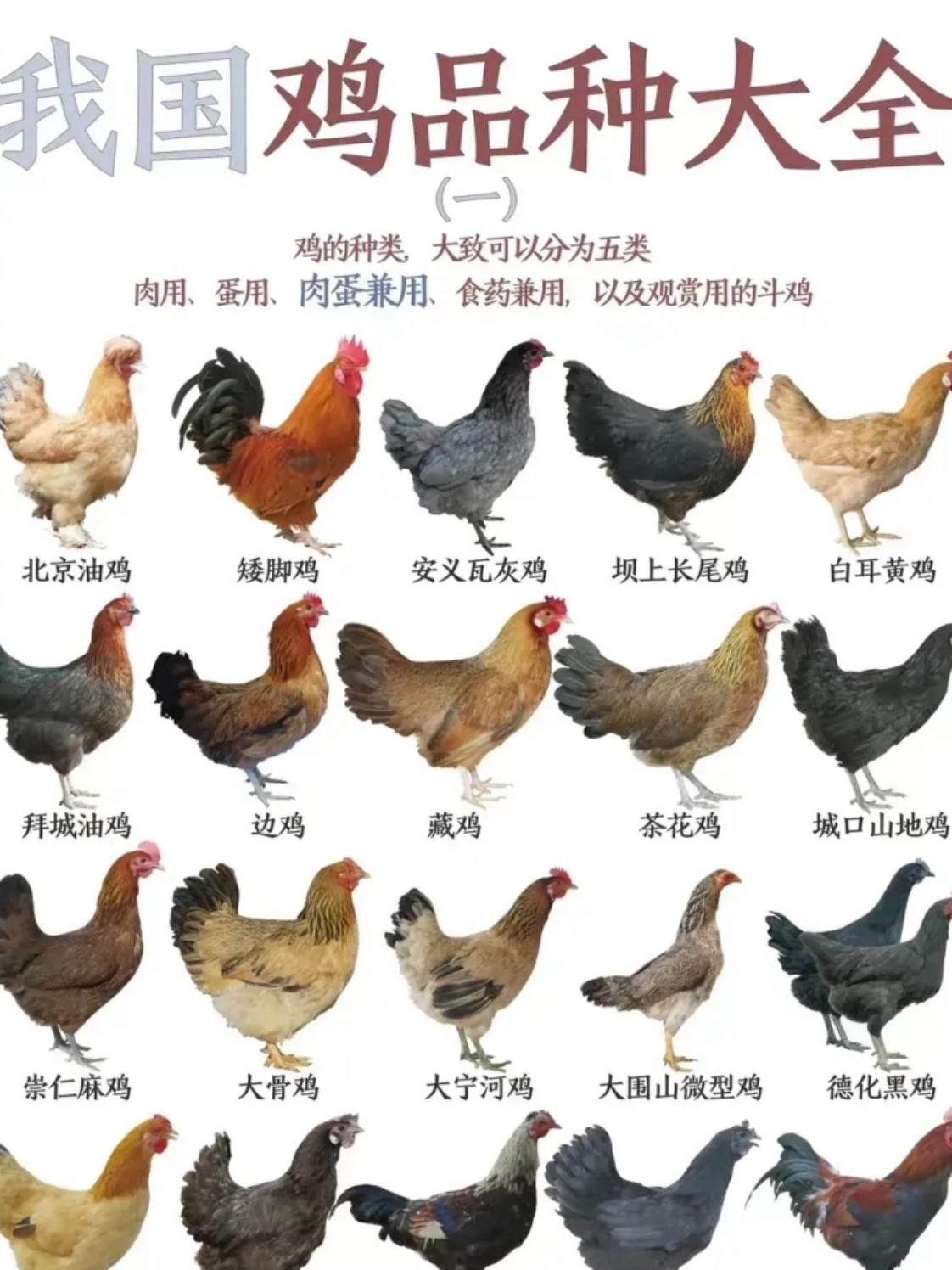中国各地有很多鸡种:如北京油鸡,三黄鸡,桃源鸡