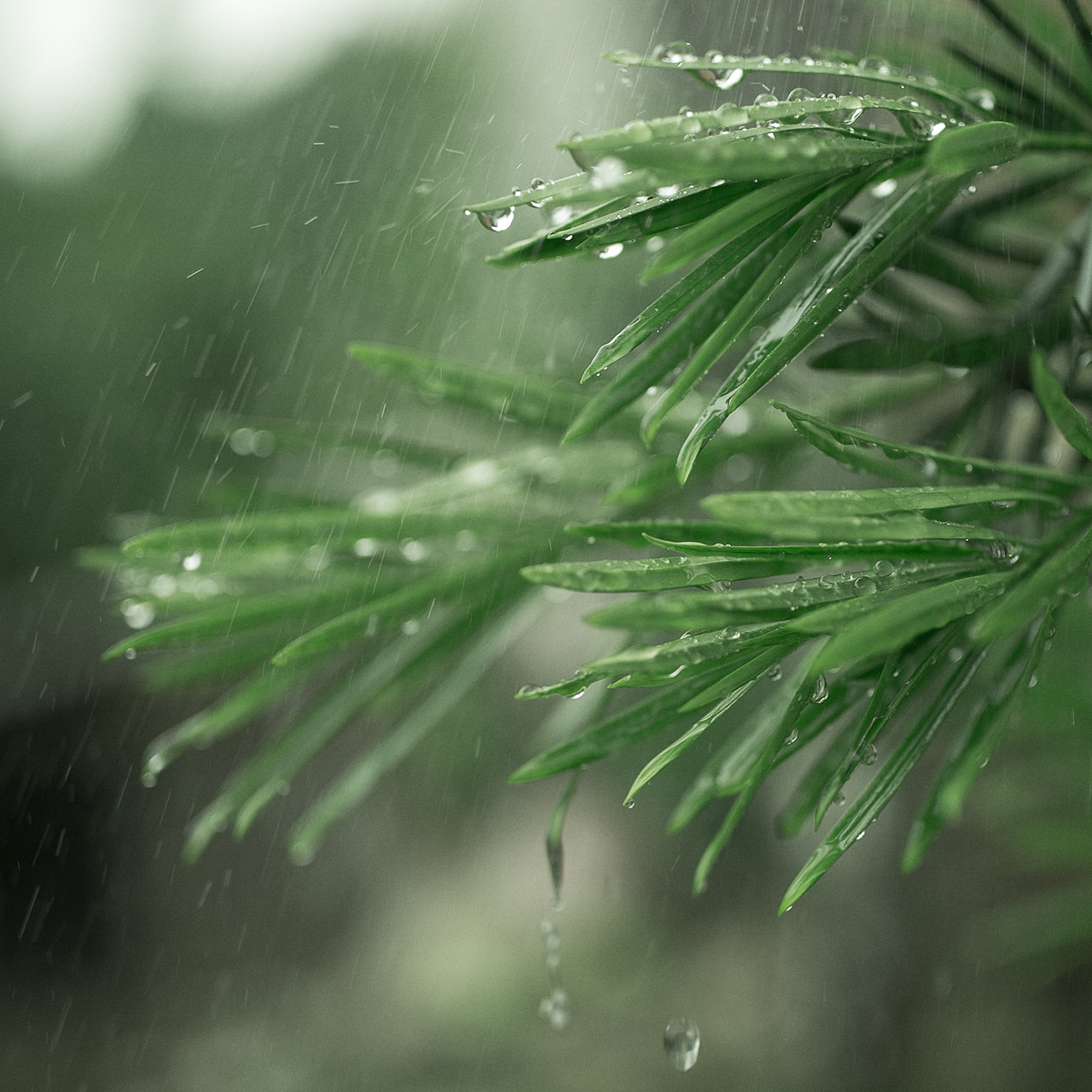 《致春雨》 春雨沐浴春风伴