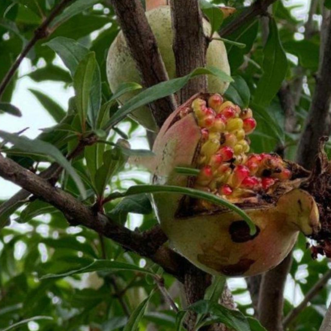 老爸在门前栽了一颗石榴树,每当快熟了的时候都裂开了,这是怎么回事啊