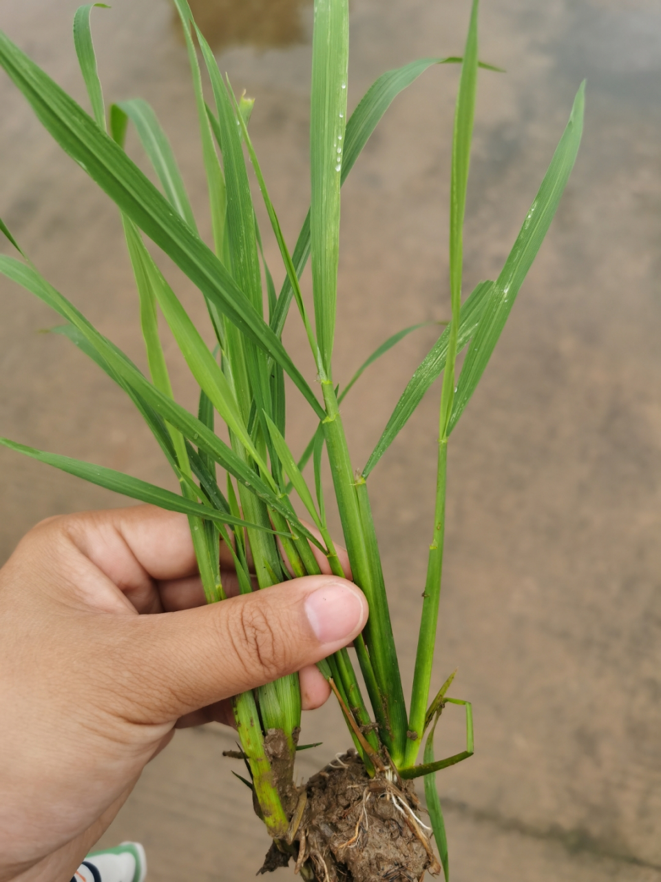 哪个是秧苗,哪个是稗草?