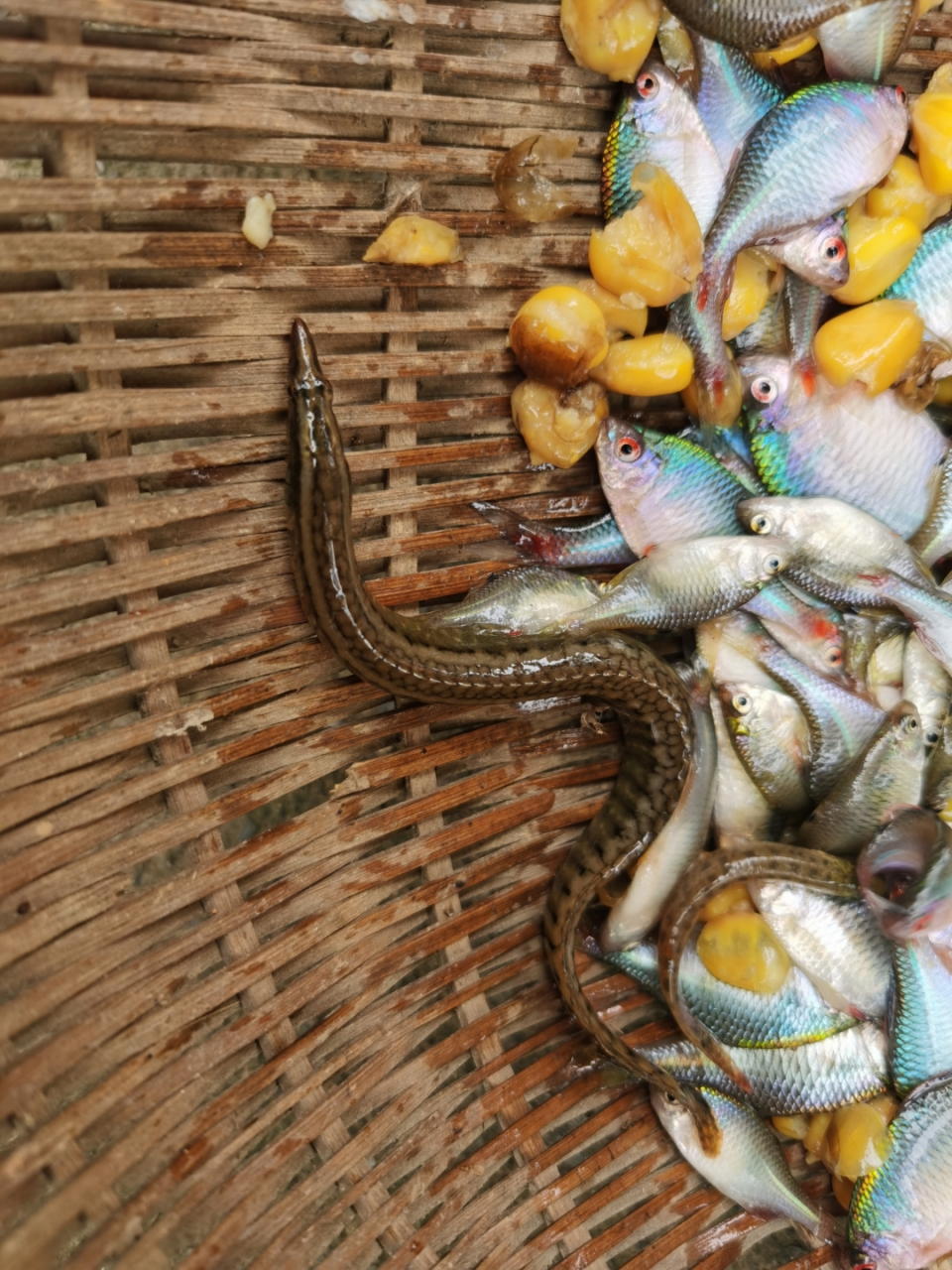 这个像泥鳅的是个什么鱼?