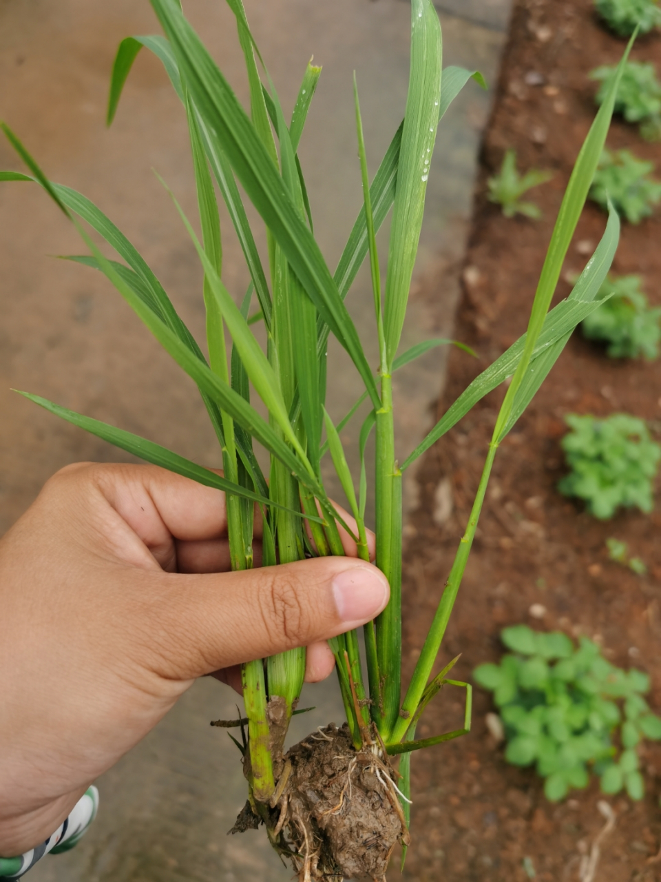 哪个是秧苗,哪个是稗草?