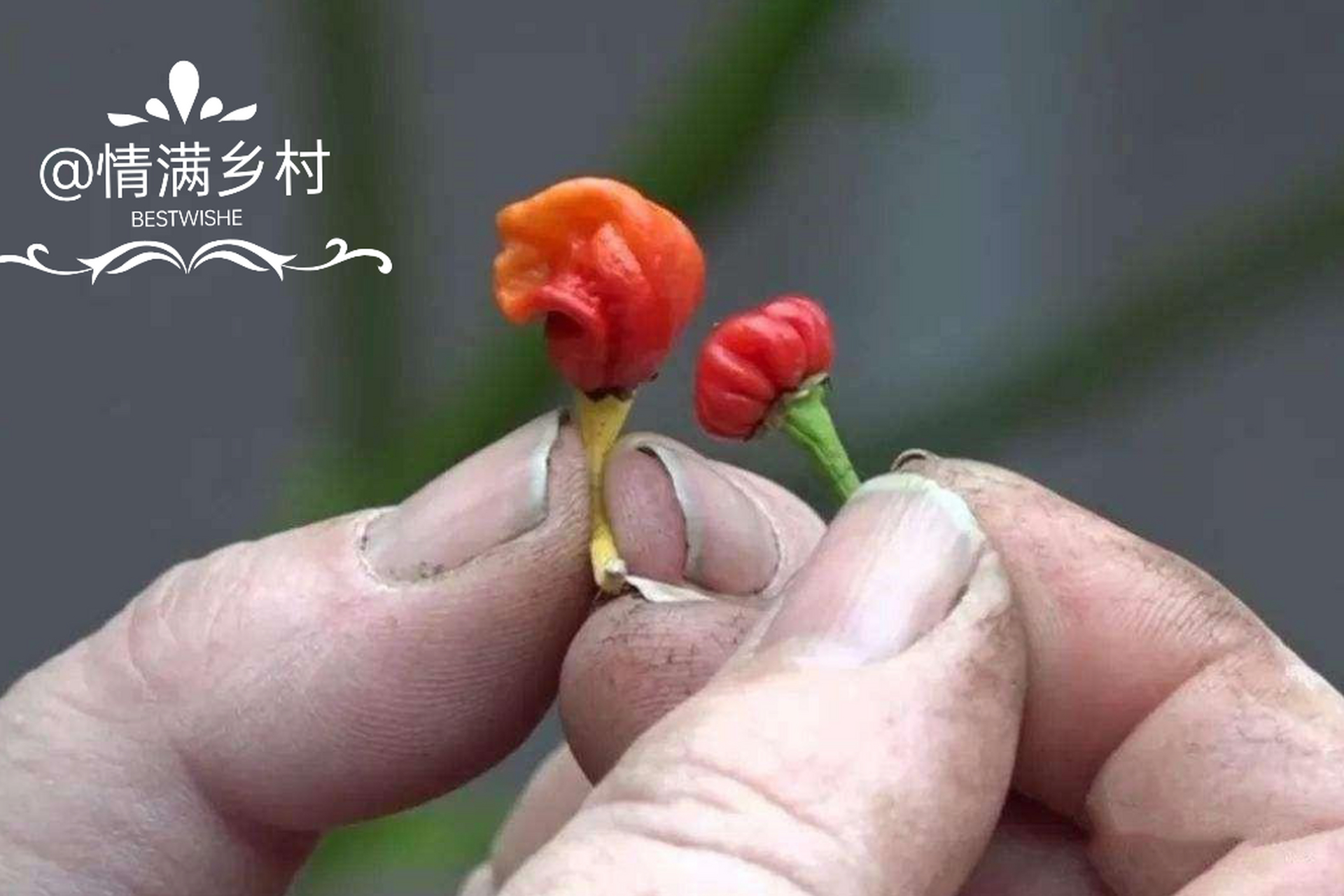 世界上最辣的椒…  第一名:辣椒x.