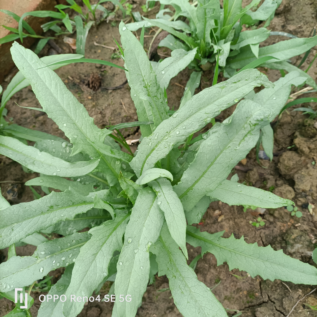 春来三菜茂:(观达菜,空心菜,麦菜).