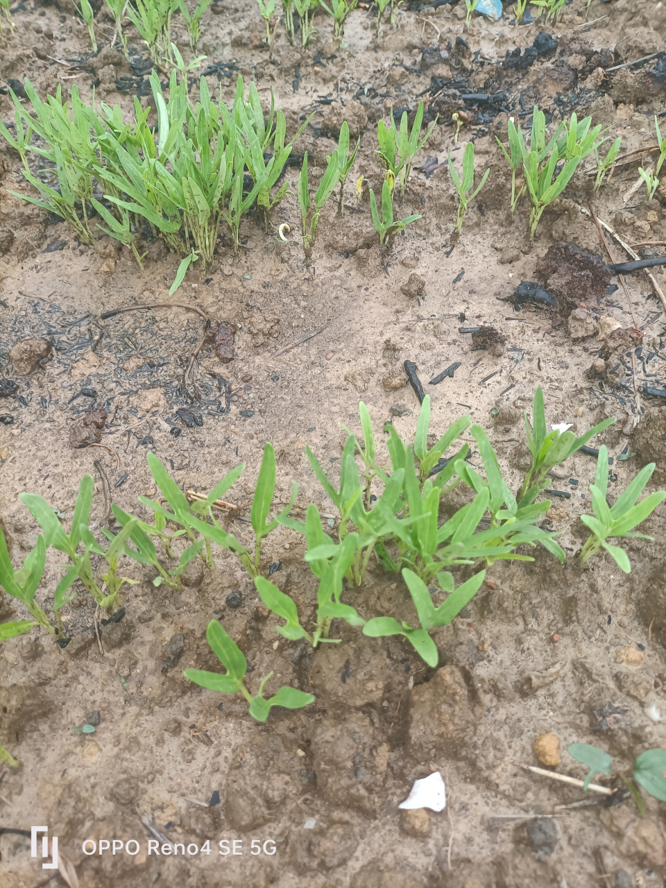 通菜苗生长还好
