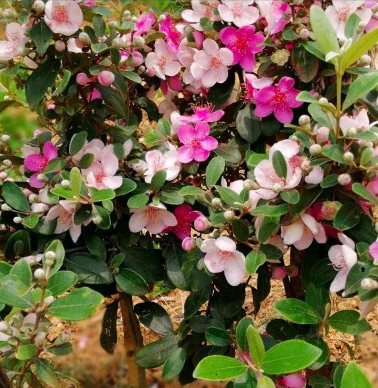 野外稔子花盛开,一片生机勃勃