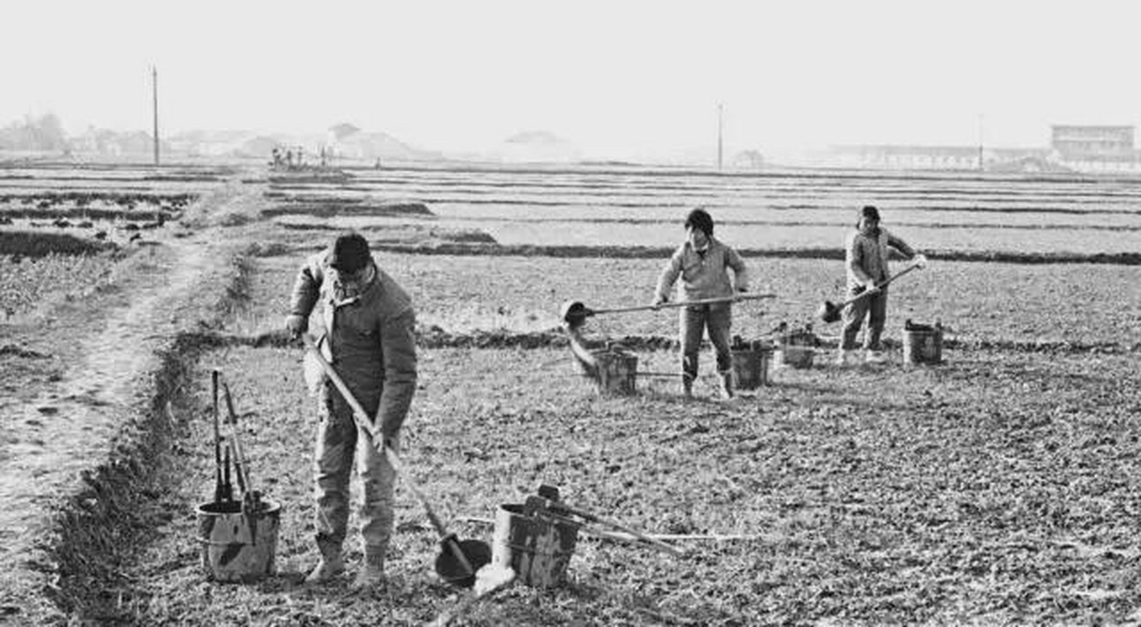 农村记忆:1970年知识青年上山下乡在生产队劳动的老照片