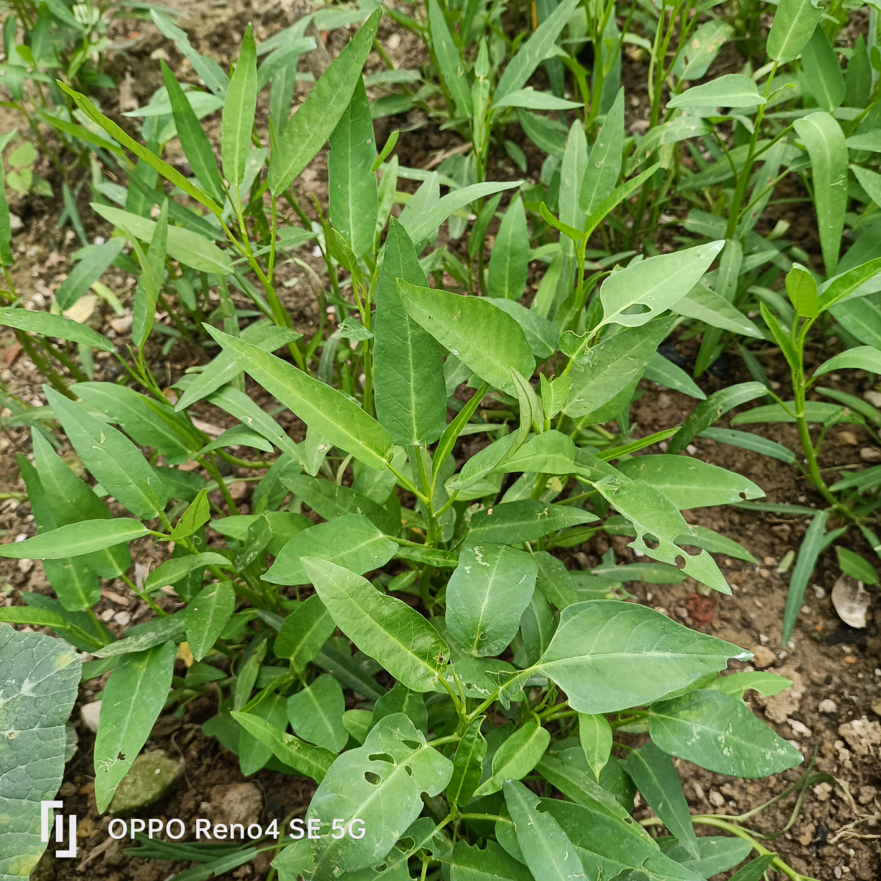 春来三菜茂:(观达菜,空心菜,麦菜).