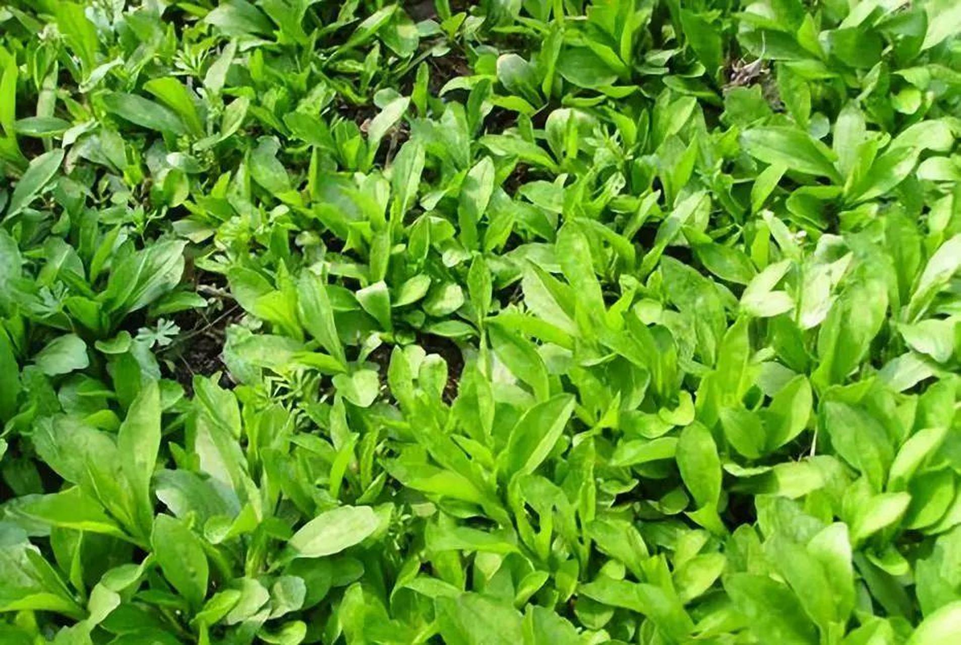 常见六种可吃的野菜: ①马头兰,②马齿苋,③香椿芽,④蒲公英, ⑦荠菜