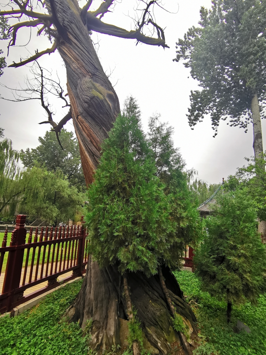 晋祠的古树周柏和唐槐,堪称一绝.