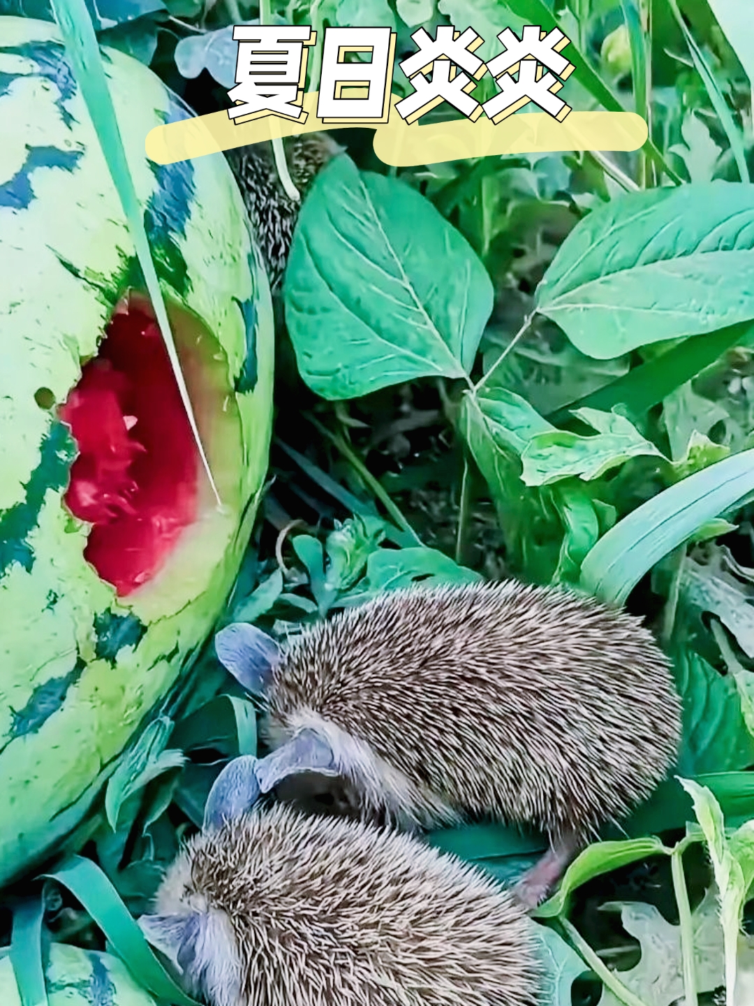夏日炎炎,西瓜甜甜,两只小刺猬也来蹭个凉快~ 夏日炎炎,阳光如火,人们