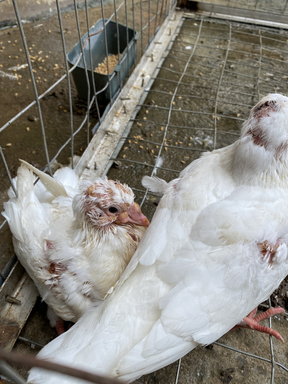 鸽痘 病因:是病毒引起的,通过病鸽的皮屑,咳嗽,喷嚏,粪便,相互啄伤