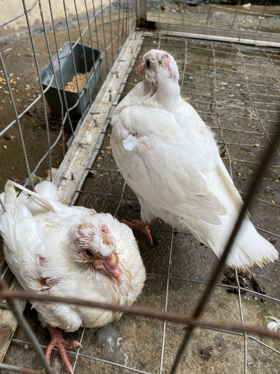 鸽痘 病因:是病毒引起的,通过病鸽的皮屑,咳嗽,喷嚏,粪便,相互啄伤