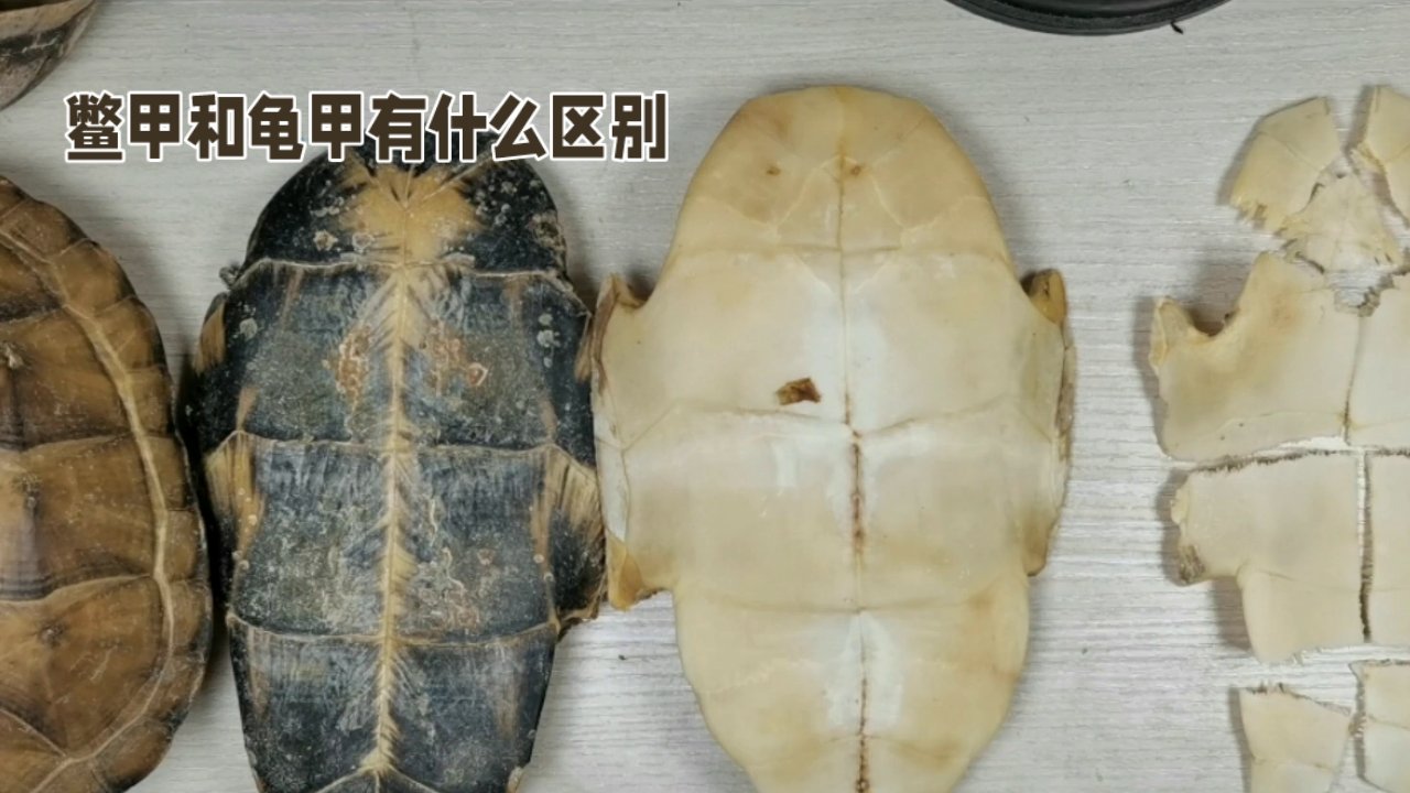 质感创作人# 鳖甲,以其咸寒之性,归经肝,肾,是一味兼具滋养与潜阳的