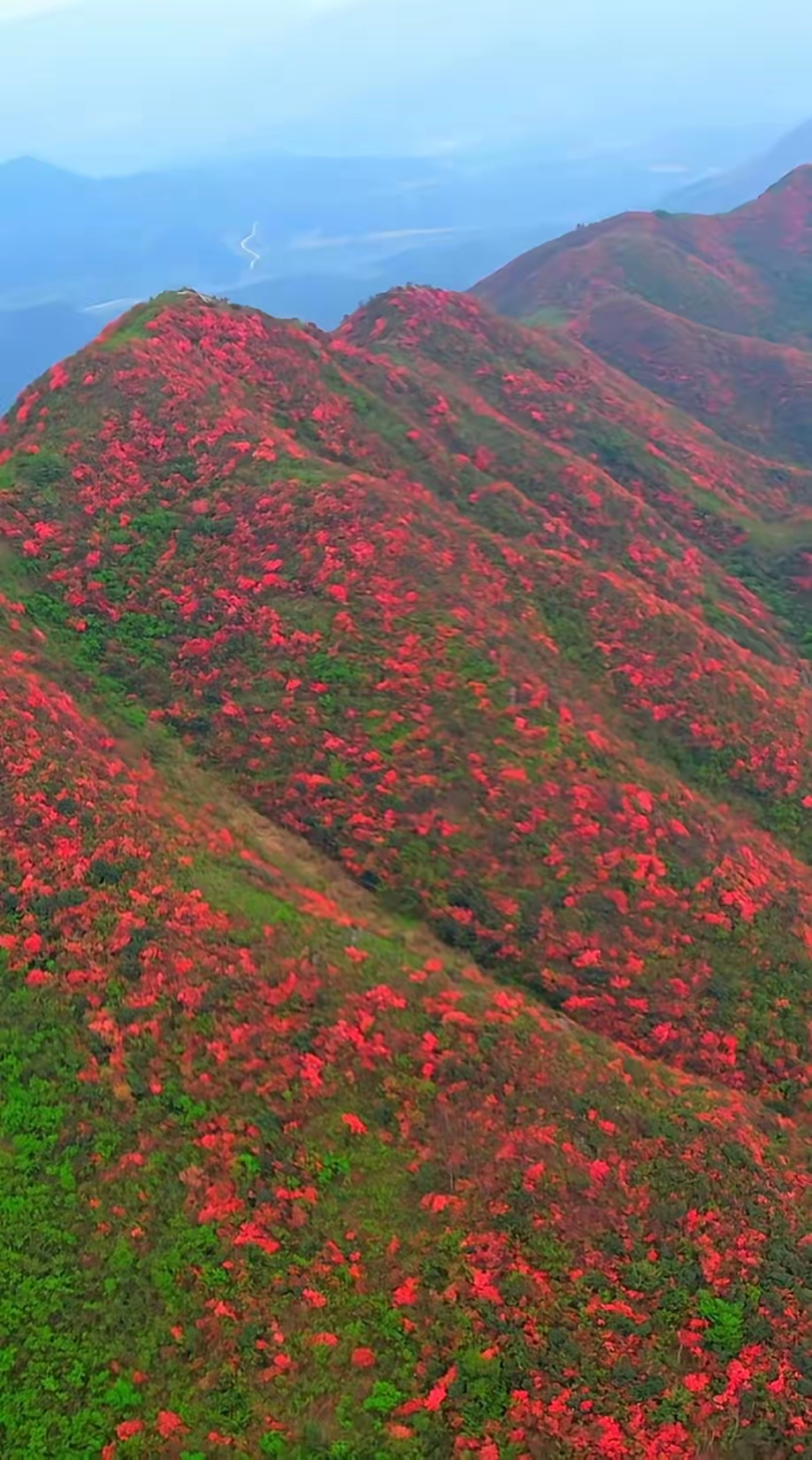 江西的省花——映山红,独树一帜,无需人为种植与呵护,便能自然生长,随