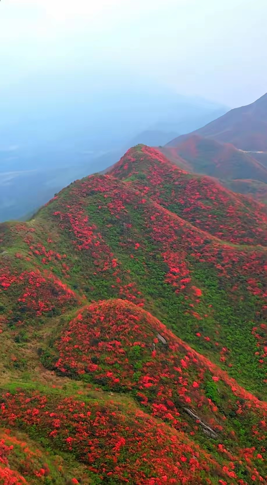 江西的省花——映山红,独树一帜,无需人为种植与呵护,便能自然生长,随