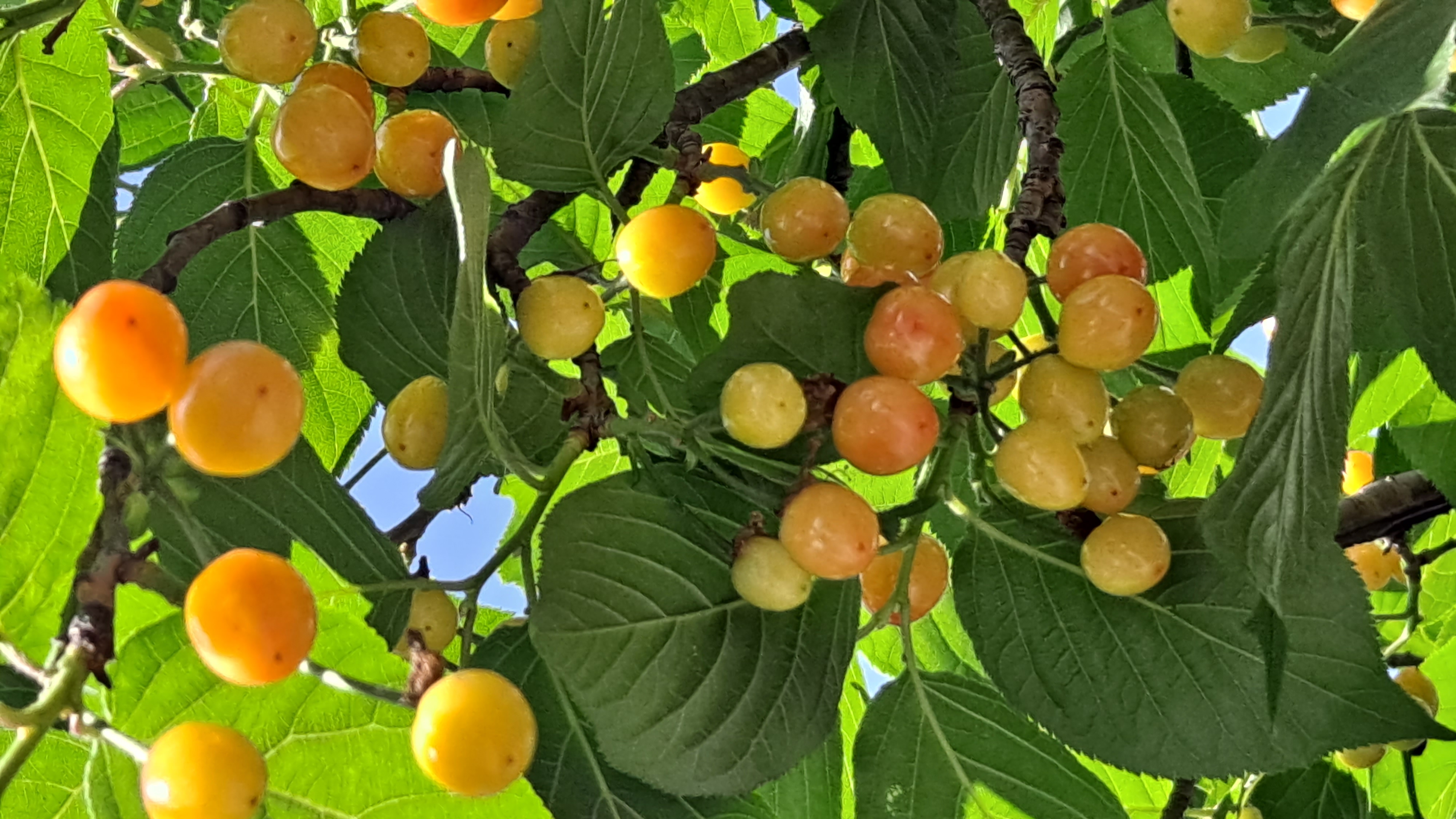 开花结果#身边的植物