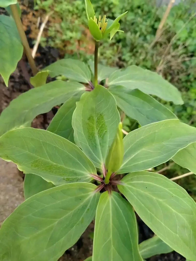 七叶一枝花是什么图片