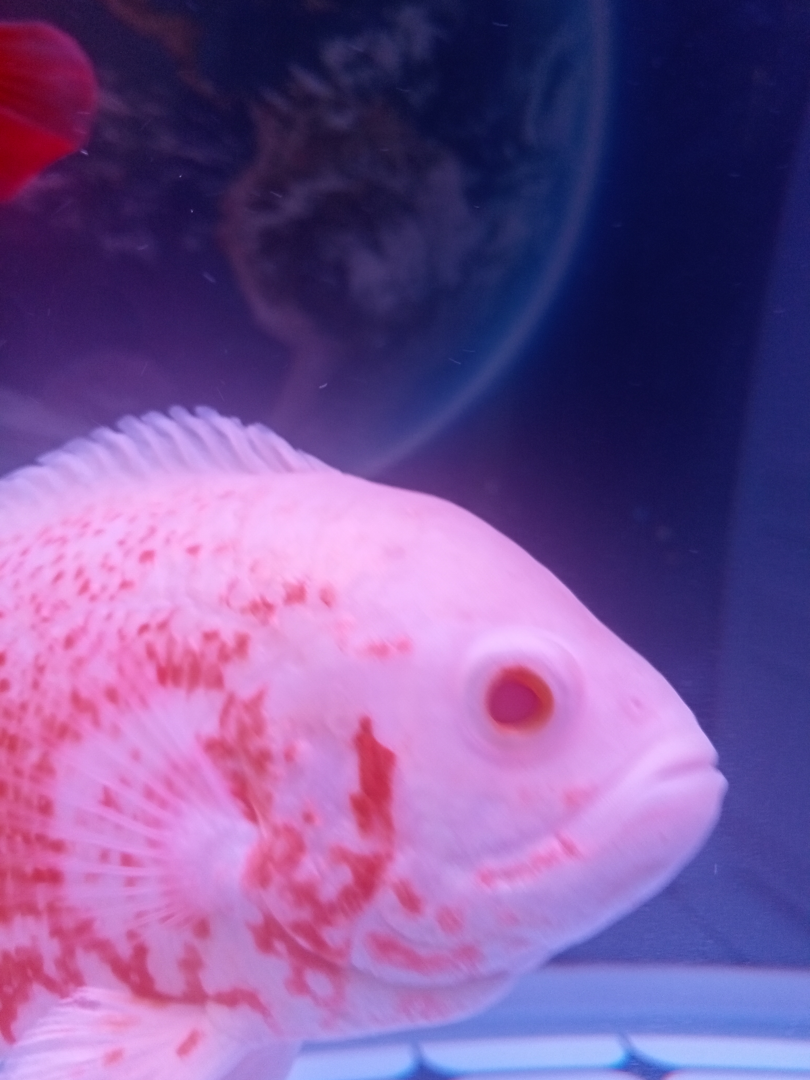 1千克.鱼体呈椭圆形,侧扁,头大,嘴大,各鳍条宽大.