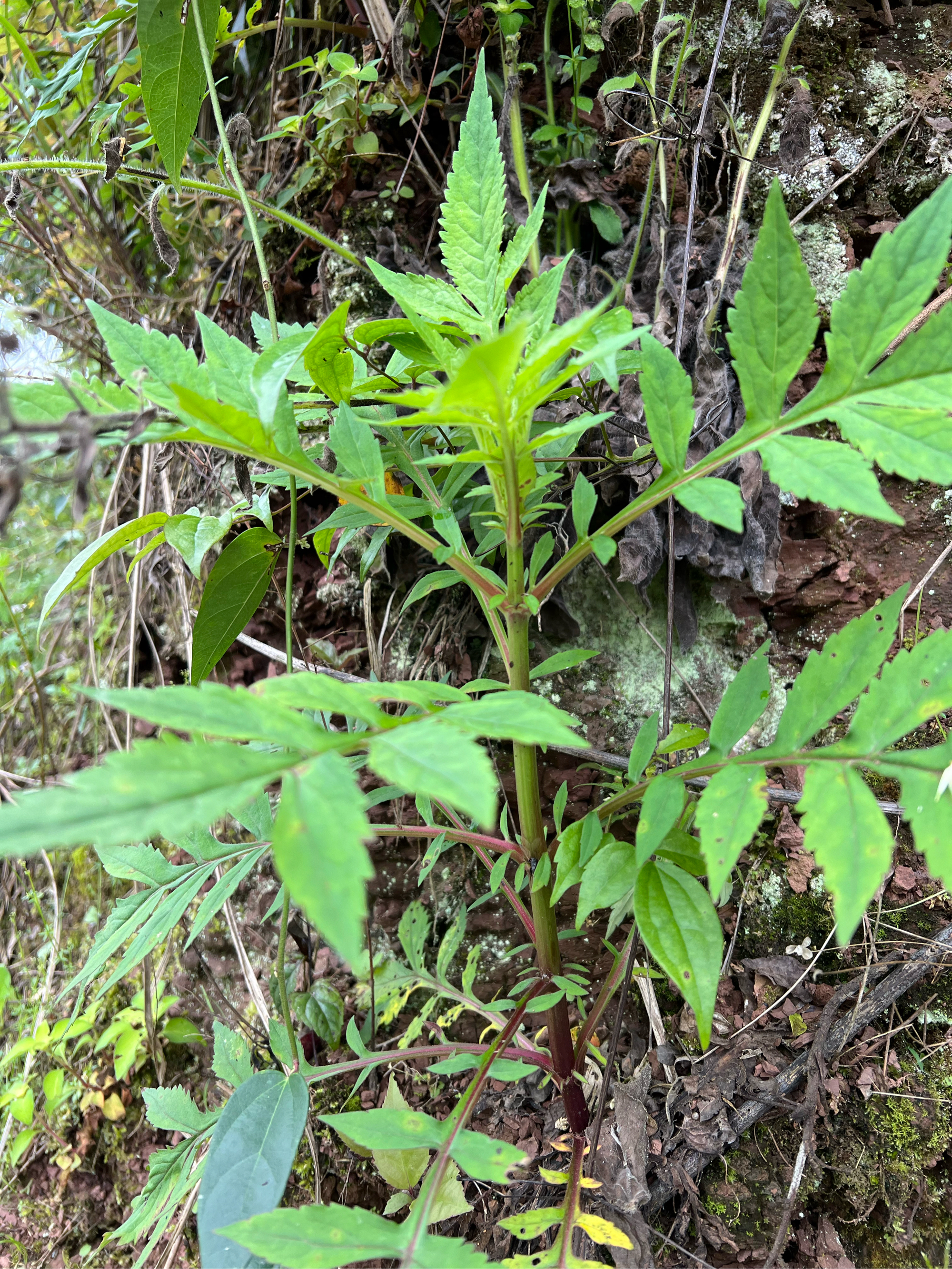 麻婆子草图片