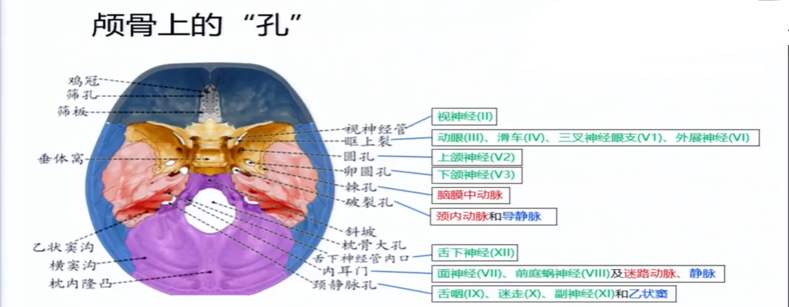 颅骨盲孔图片