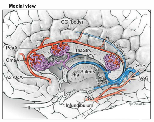 胼周动脉图片