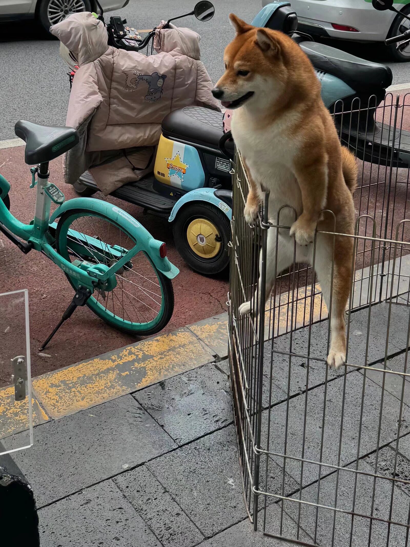 柴犬扶栏杆图片