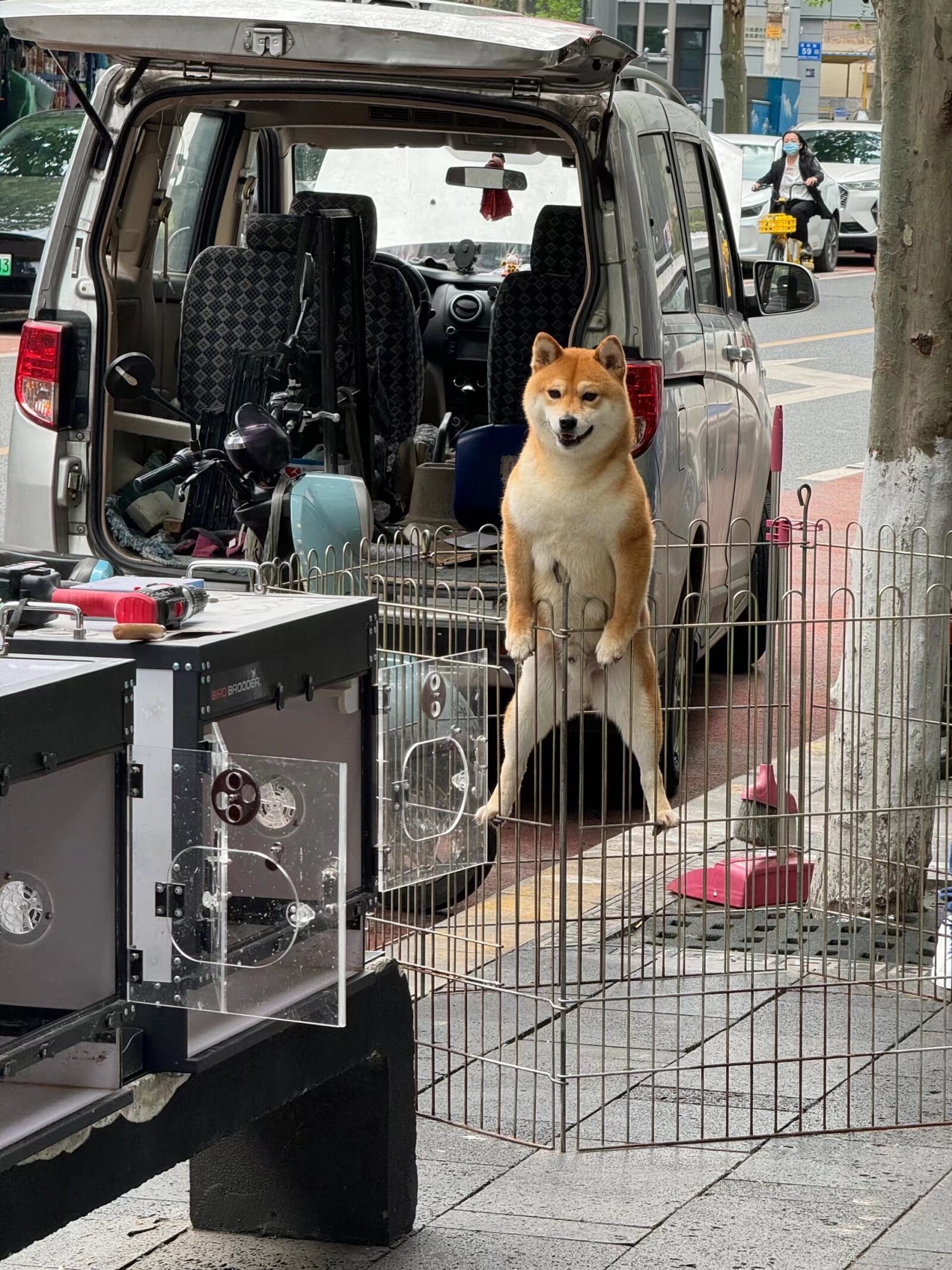 柴犬扶栏杆图片