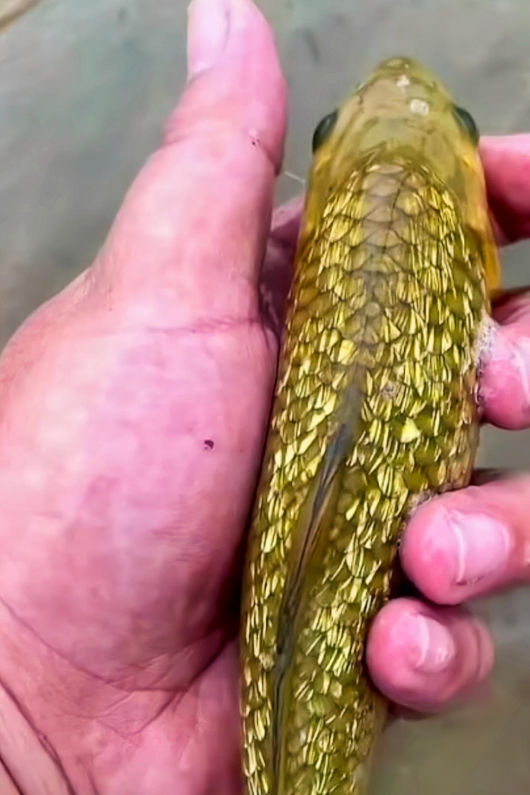 今天老爸在河畔悠然垂钓,意外捕获了一条金光熠熠的小鱼.