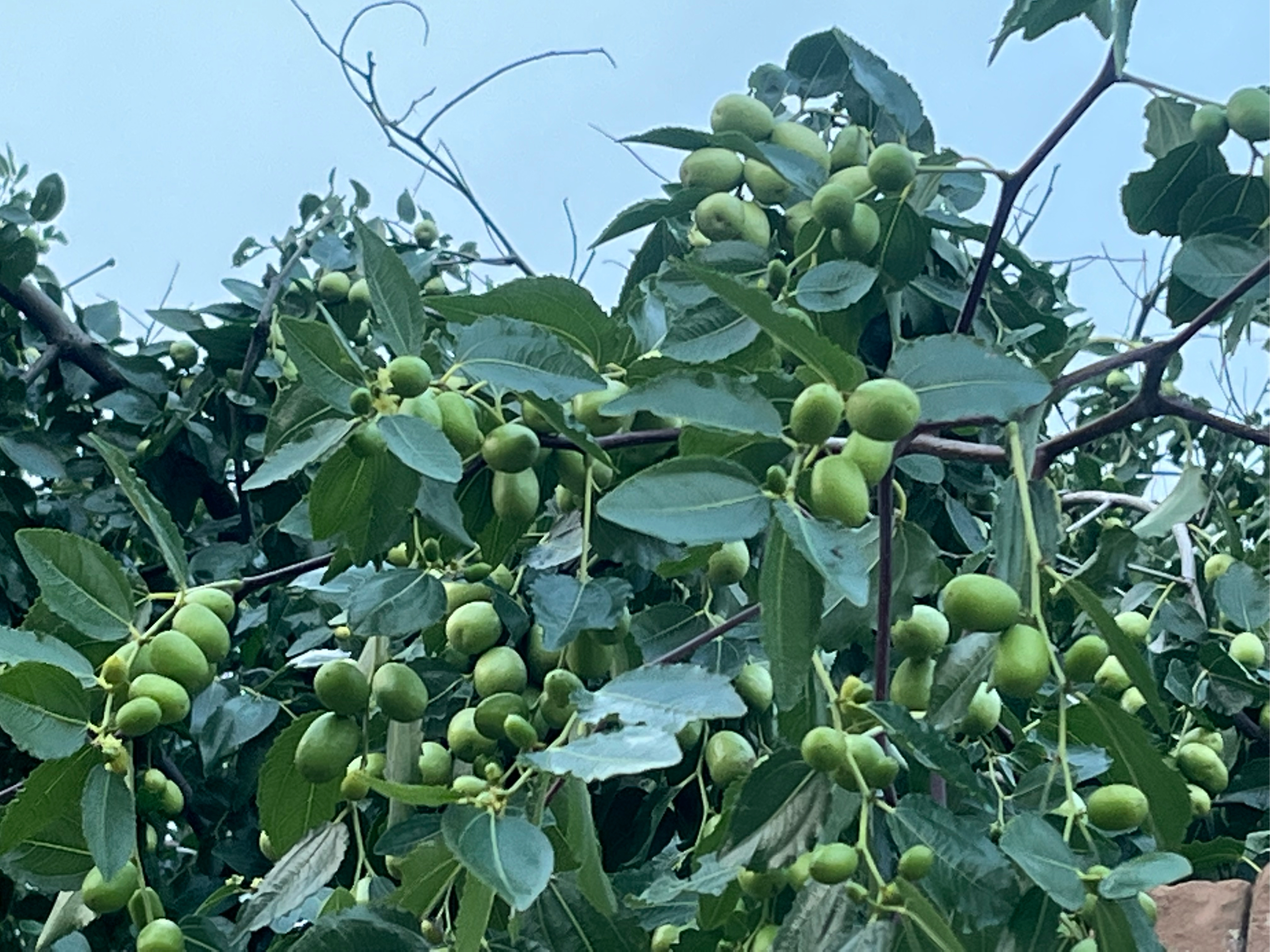 青枣花图片