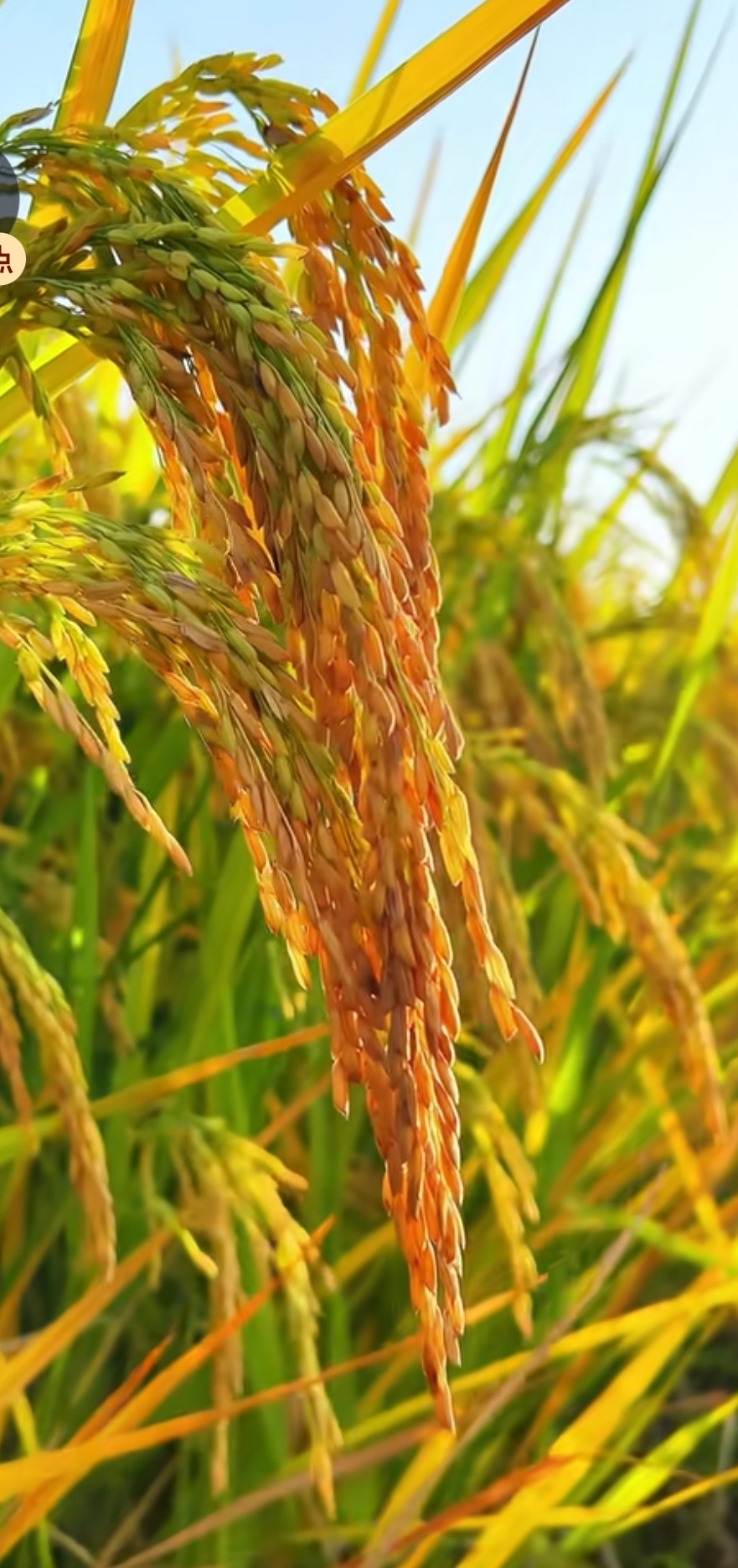 分享漂亮成熟丰收的稻谷,共赏金黄硕果,庆丰收喜悦满人间
