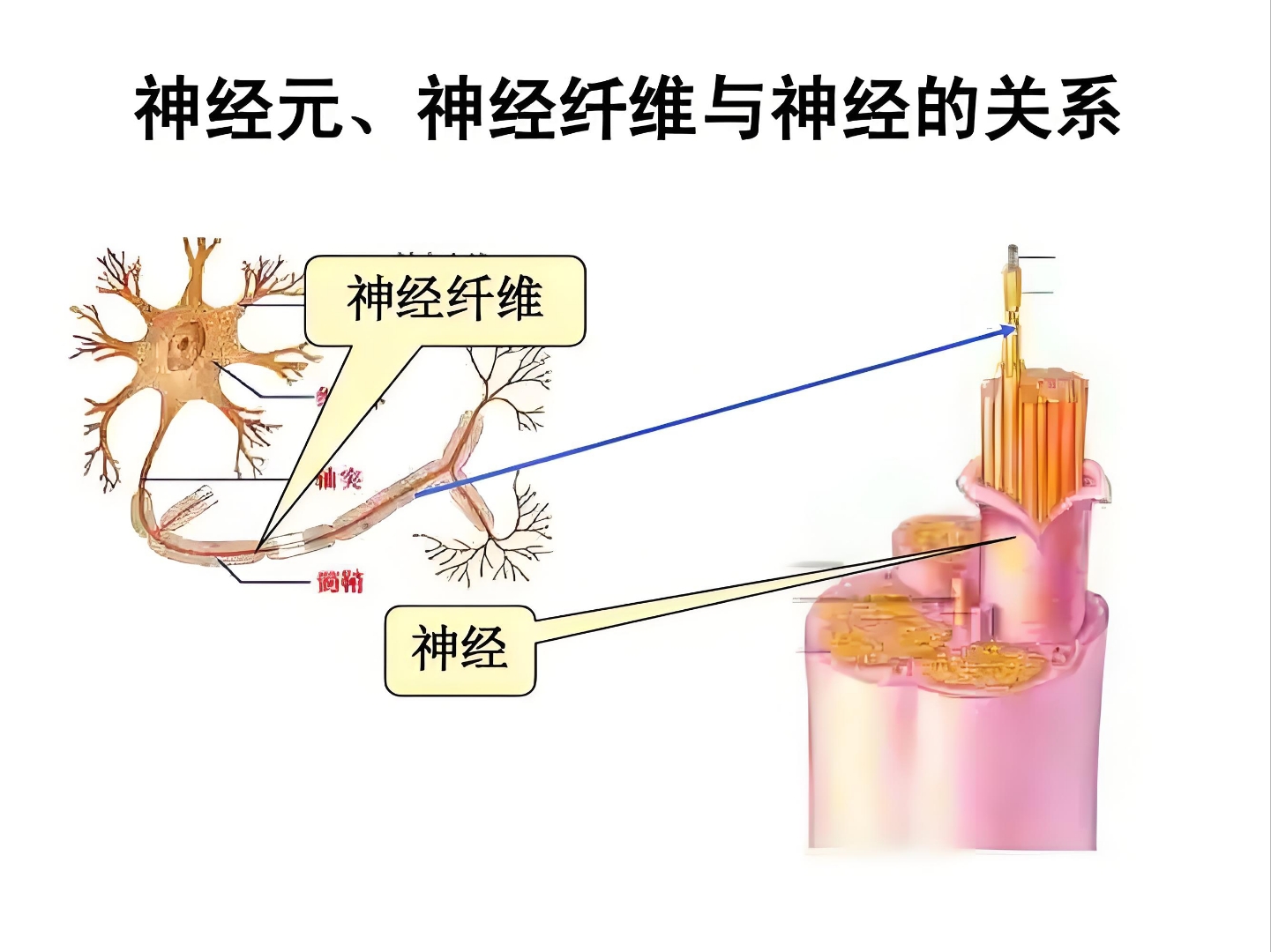 例如,女性皮肤中的神经末梢分布可能相对更密集,这使得她们对疼痛刺激