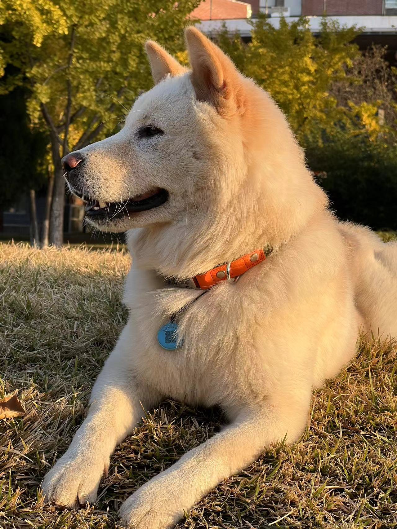 中华田园犬白土松#汪星人家长会