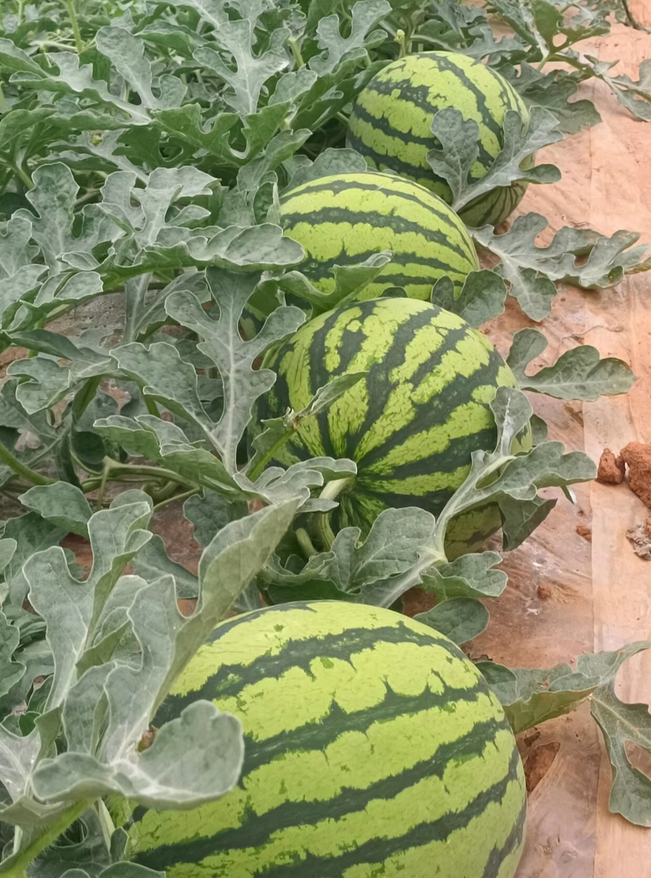 现在市面上卖的大多都是无籽西瓜,因为吃起来不用吐籽比较方便,所以