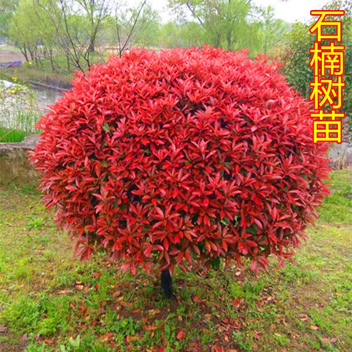 丛生五角枫,丛生三角枫,丛生元宝枫,丛生茶条槭,丛生黄金槐,娜塔莉.