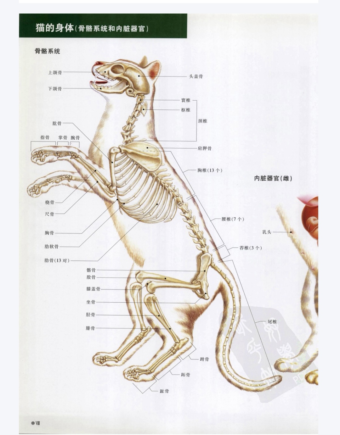 猫咪肌肉分布图图片