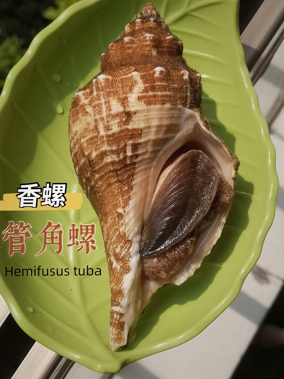 管角螺(香螺 hemifusus tube