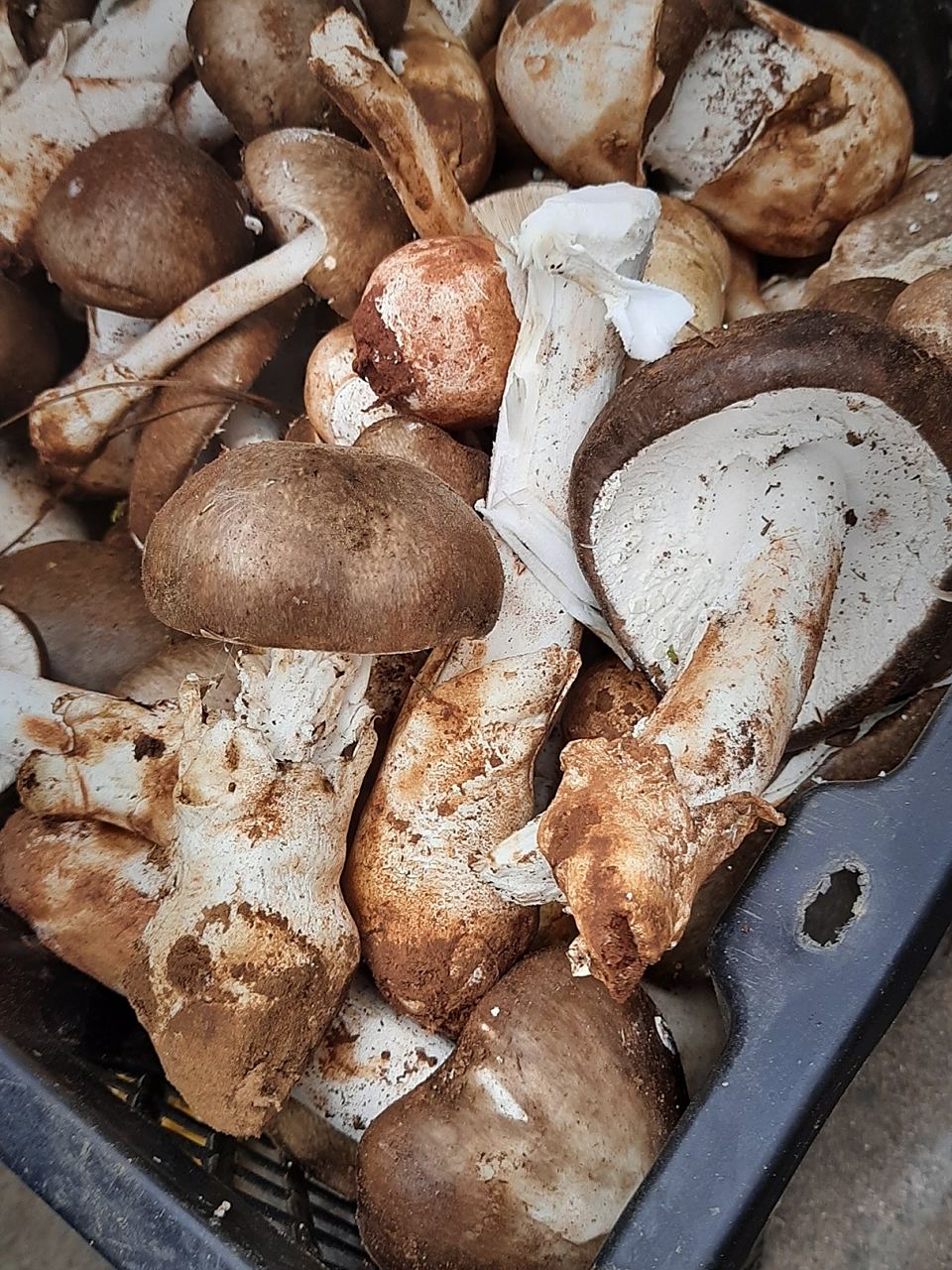 隐花青鹅膏菌 (图一二),火把鸡枞(三四),白帽鸡枞(五六),黑帽蚁巢伞