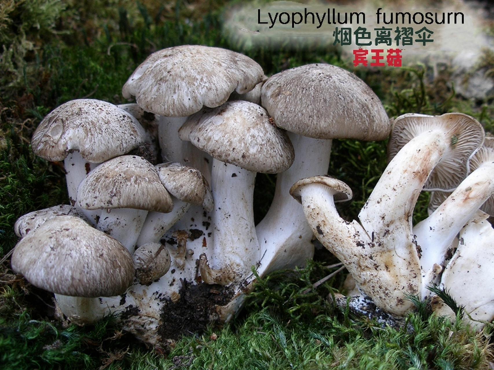 烟色离褶伞 (宾王菇)