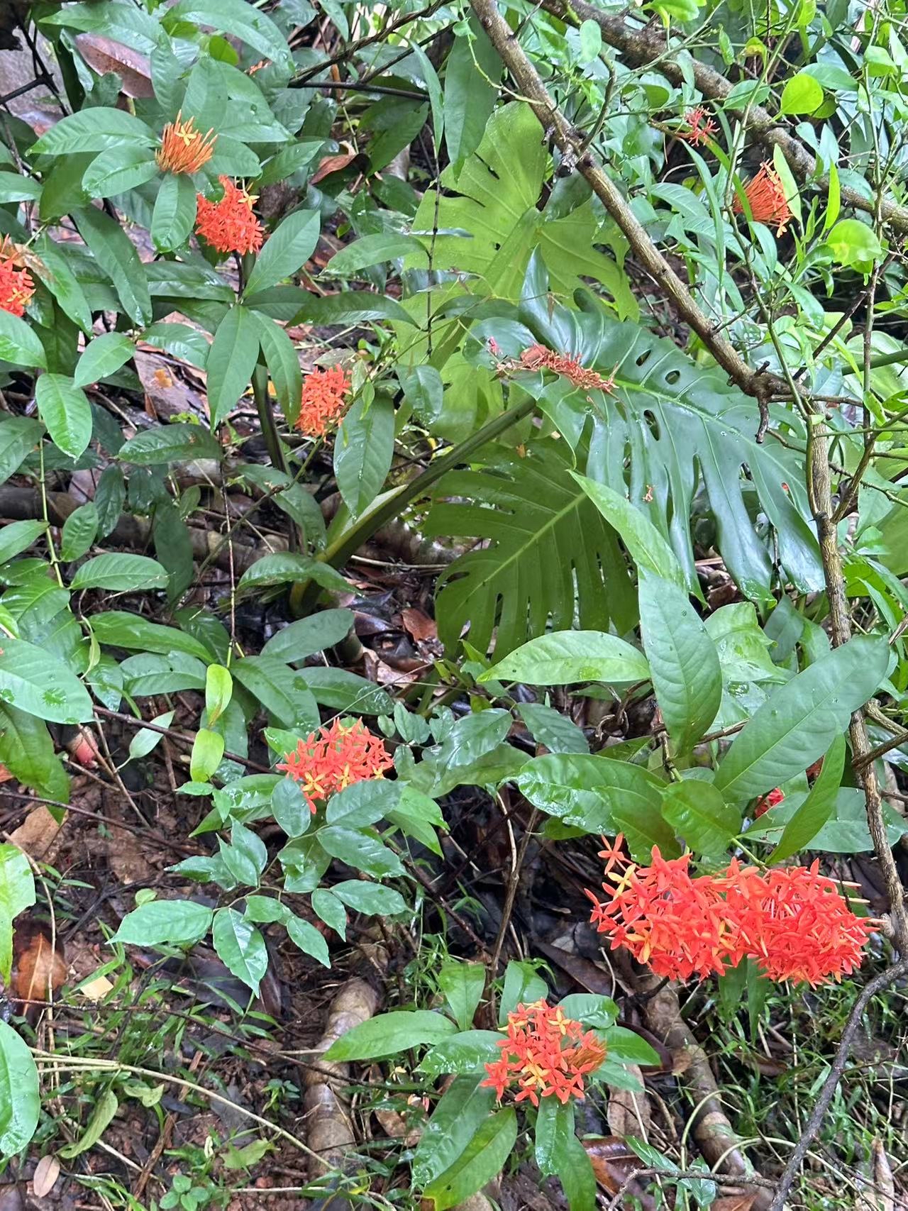 热带大叶子植物图片