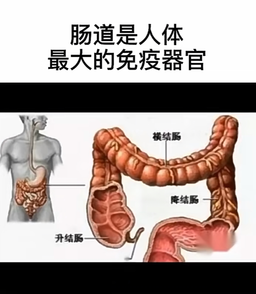 横结肠的作用图片