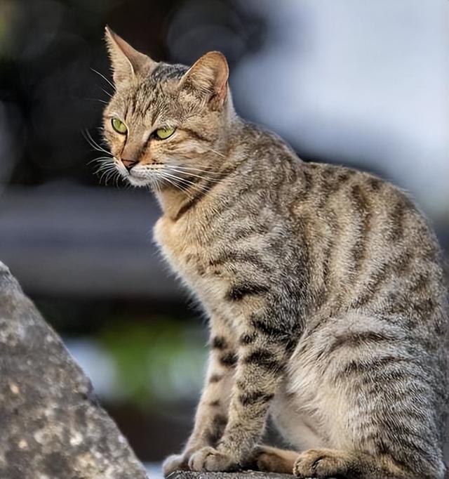 狸花猫