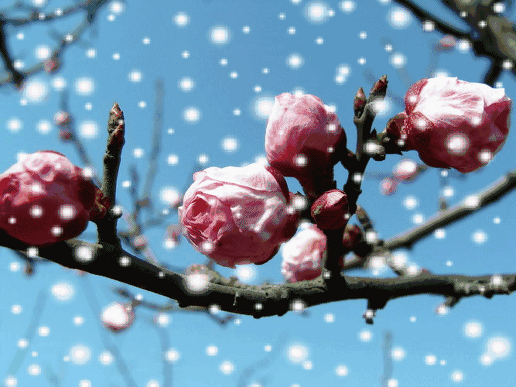 《梅花傲雪迎春到》 《梅花赞》 冰枝玉骨红粉颊, 瑞雪素裹霓妆纱!